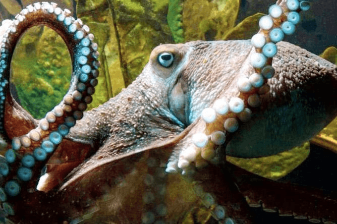 Octopuses and Squids Found to Rewrite their Own RNA, But So Can You